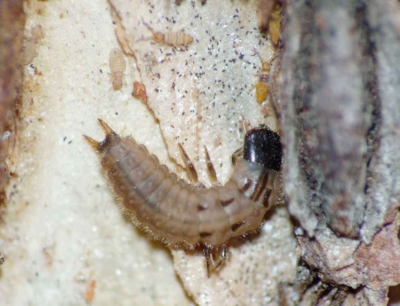 Larva di coleottero Malachiidae